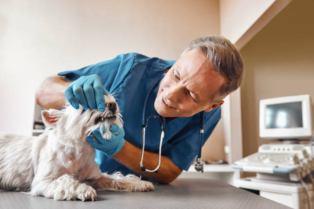 Best Emergency Root Canal Treatment in Morgans Point Resort, TX